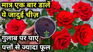 BEST HOMEMADE FERTILIZER FOR ROSE PLANT.Rose plant growing tips.Rose plant care.Gulab ki care.गुलाब.