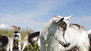 Как работает ферма по разведению коз