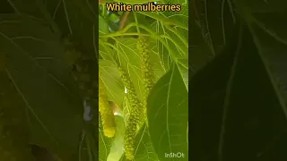 white mulberries #mulberryfruit #fruitlover #shorts