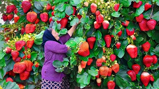 Lots of Harvested Fresh Strawberries! Making Jam, Cake and Juice for Winter!