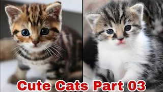 Cute Cats And Kittens Videos Compilation - Part 03