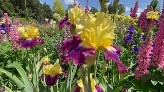 Schreiner's Iris Garden Tour 2021