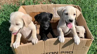 Puppies separated from their mother and abandoned by the dumpster