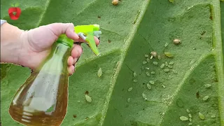 Aphids disappear in an instant with this natural remedy - Make it yourself!