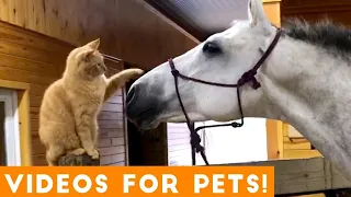 Mdn Vines Show 😇 Funniest Dogs And Cats Videos 😅  Best Funny Animal Videos 2023 @funnyanimalswooorld