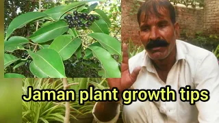 How to care growth Jaman plant || jaman plant growing tips|| Murtaza Mali