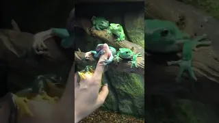 Frog Bites Finger