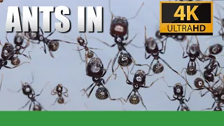 ANTS IN 4K | Messor Barbarus Recording!  - Ant Holleufer