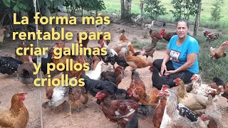 como hacer rentable mi proyecto de gallinas y pollos criollos