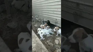 5 Adopted puppies with mother dog