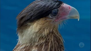 Após ser mutilada, ave brasileira passa por transplante de penas