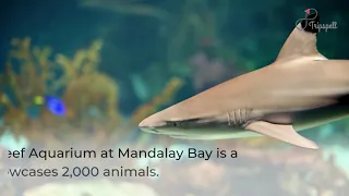 Shark Reef Aquarium at Mandalay Bay, Las Vegas Guide - What to do, When to visit, How to reach, Cost