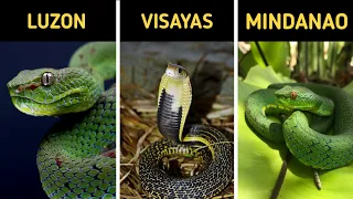 TOP 10 Venomous Snakes in the Philippines You Should Know |EARTHGENT