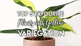 Top 5 YELLOW Variegated Plants! + My Thoughts on Monstera...