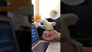 Cockatoo loves Despacito