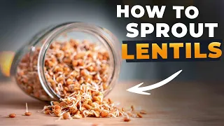 HOW TO SPROUT LENTILS (And Why)
