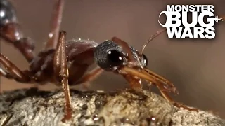 Bull Ant Vs Redback Spider | MONSTER BUG WARS