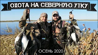 Охота на северную утку 2020 | Оторвались по перелетной