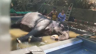 Elephant Bathing in kerala/Thekkady#bengolivlog #newvideo #kerala #thekkady