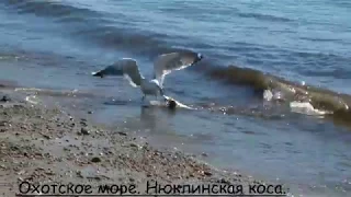 Магадан. Морской бой за право есть. Голодные игры.