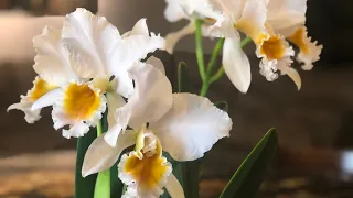 Каттлея персивалиана . Уход за каттлей. Cattleya percivaliana. Свет , полив каттлеи. Период покоя .