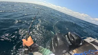 KINGFISH MAYHEM (Sydney Harbour)