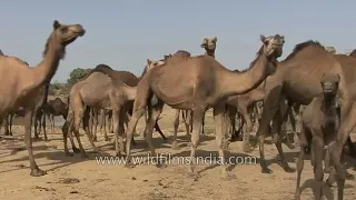 Camel beautiful video #viralvideo