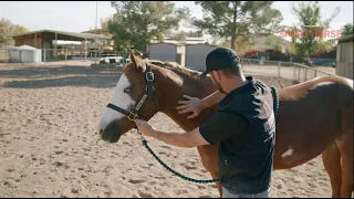 Learn How to Stretch Your Horse: Equine Neck Rotation