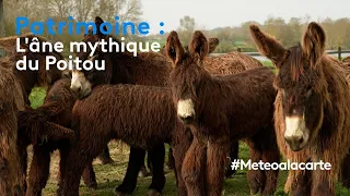Patrimoine : l'âne mythique du Poitou