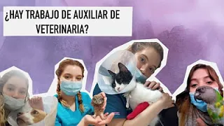 ¿HAY TRABAJO DE AUXILIAR DE VETERINARIA?| Consejos para encontrar trabajo de ATV | Mi experiencia.