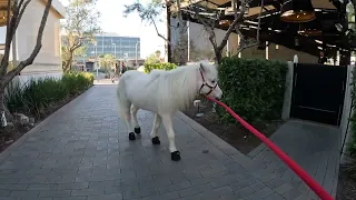 Lt. Rowdy Mini Horse Visiting Westfield Topanga Village (22)