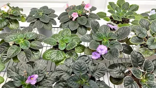 African Violets - Top Watering vs. Wick Watering