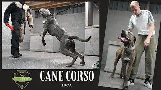 *BRUTAL* CANE CORSO - PERSONAL PROTECTION TRAINING