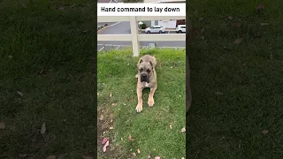 Cane corso puppy training showing his manners with mom. Any tips let me know. #canecorso puppy