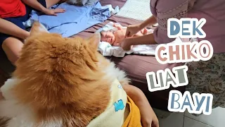 Dek Chiko liat bayinya kak Igel. funny video cute cat animal trending viral kucing pet anjing tiktok