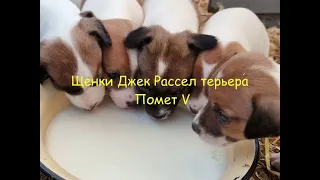 Щенки Джек Рассел терьера помет V