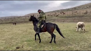 Кабардинский жеребец Мансур .