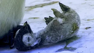 Emperor Penguin Mourns the Death of Chick | BBC Earth