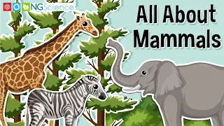 All About Mammals