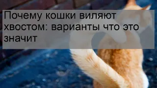 Почему кошки виляют хвостом: варианты что это значит