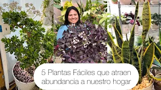 5 PLANTAS FÁCILES Que atraen buena suerte y abundancia a nuestro hogar