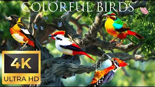 4K Colorful Birds - Beautiful Birds Sound in the Forest | Bird Melodies