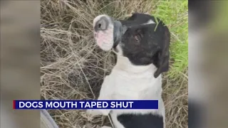 Update on dog found with his mouth taped shut and his legs taped together