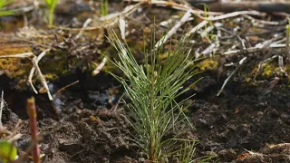 Reforestation after the Rice Ridge Wildfire