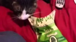 Cat wants chips