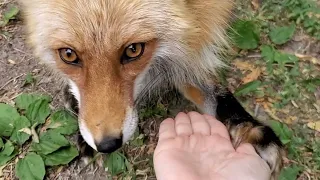 Dixie Fox sits and high-fives