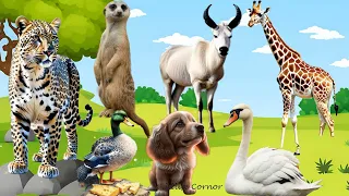 The Lives of Animals Around Us: Tiger, Dog, Duck, Swan, Giraffe - Animal Sounds