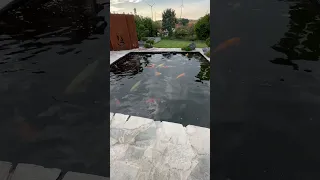 Entspannter gehts nicht. Ein super schöner Jumbo Koi Teich! Demnächst auf meinem YouTube Kanal 👌