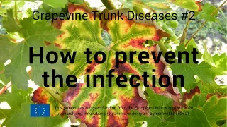 Grapevine trunk diseases #2   - How to prevent the infection