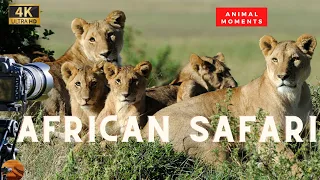 Lion Mother Keeps Cubs Safe - Amazing Animal Moments - Wild Life Nature Documentary Full HD 1080p